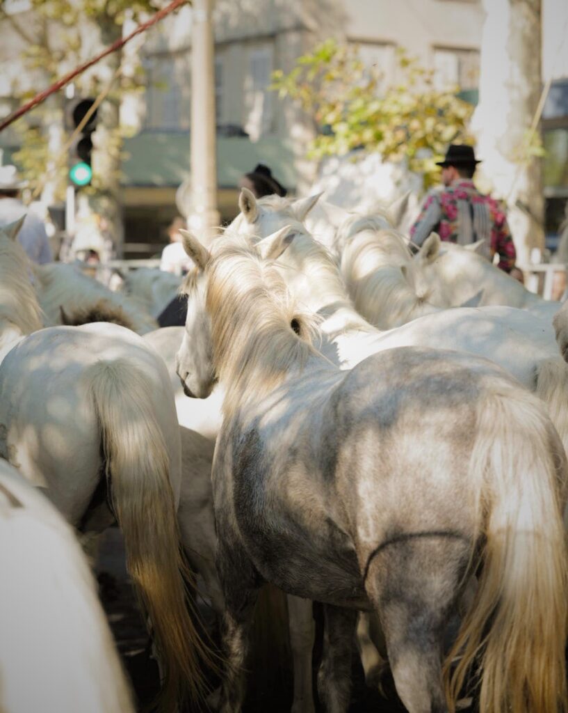 Chevaux de Camargue, Arles